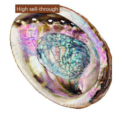 Abalone Shell